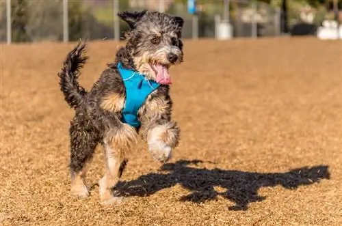 bernedoodle suns spēlējas un lec parkā