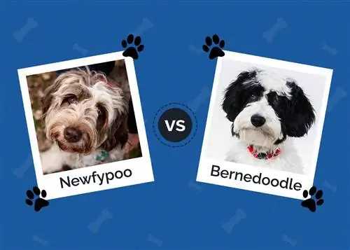 Newfypoo vs Bernedoodle: erinevused & sarnasused (koos piltidega)