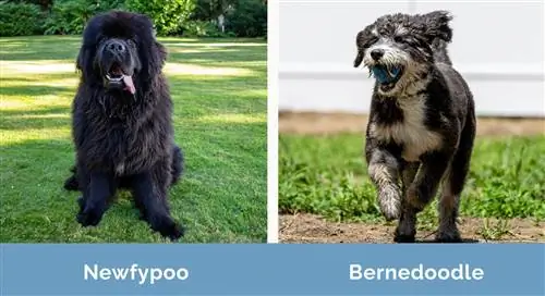 Newfypoo mot Bernedoodle side om side