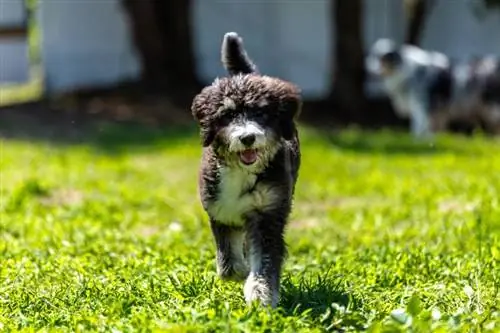 bernedoodle valp som løper rundt ute