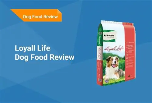 Loyall Life Dog Food Review 2023. Հիշում է, կողմ & Դեմ