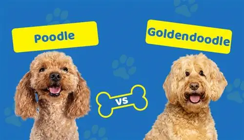 ፑድል vs. Goldendoodle: የትኛውን ልመርጠው?