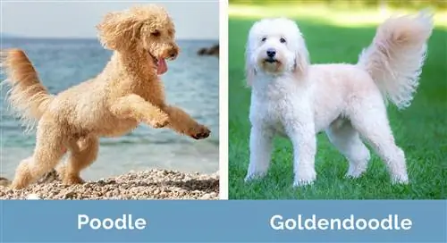 Pūdelis pret Goldendoodle blakus