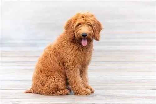 Anak anjing goldendoodle di dermaga