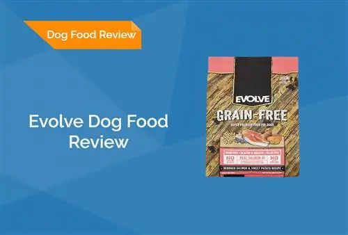 Evolve Dog Food Review 2023. Հիշում է, կողմ & Դեմ