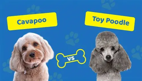 Cavapoo vs. Toy Poodle: የትኛውን ልመርጠው?