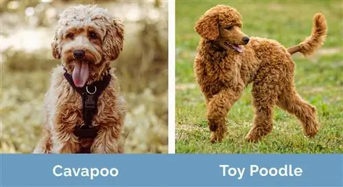 Cavapoo срещу Toy Poodle един до друг