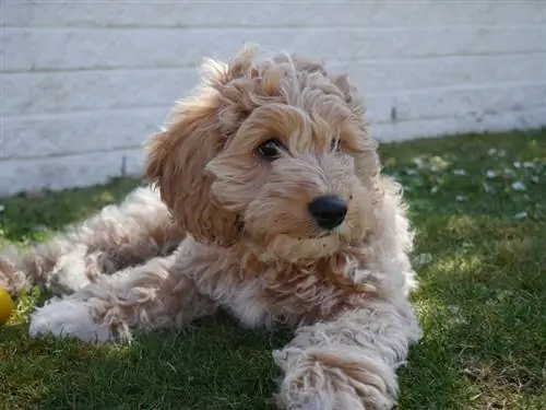 gouden Cavapoo-puppy in de tuin