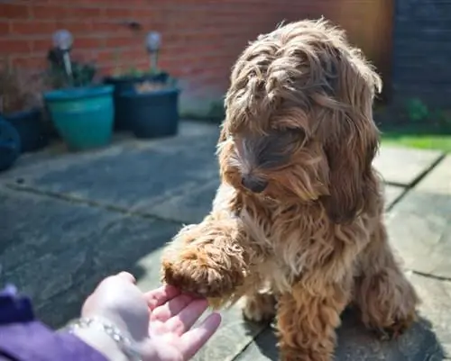 cockapoo koer teeb oma omanikuga trikke