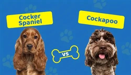 Cocker Spaniel vs Cockapoo: Paano Sila Naiiba? (May mga Larawan)