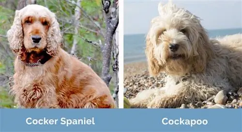 Cocker Spaniel vs. Cockapoo nebeneinander