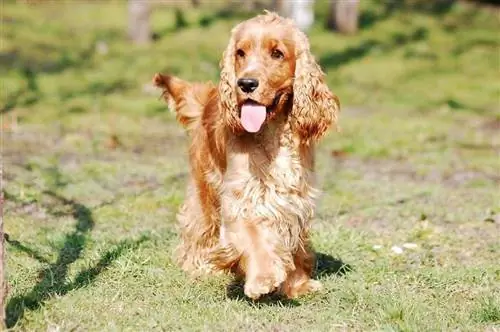 cocker spaniel lus Askiv