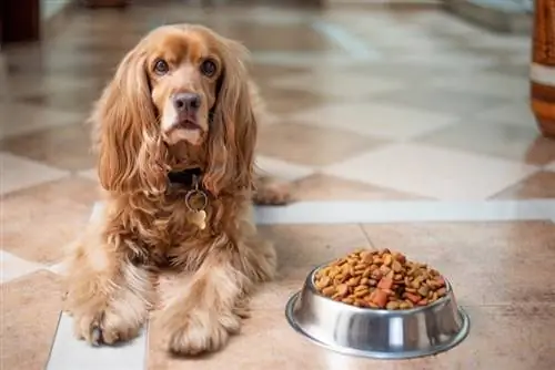 cocker spaniel inglés cerca de comida bo