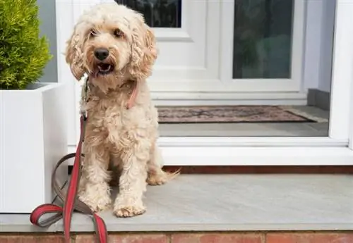 kapı verandasında oturan cockapoo köpeği yürüyüşe çıkarılmayı bekliyor