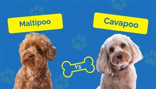 M altipoo vs Cavapoo – Hvordan sammenlignes de?