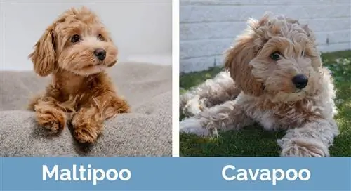 M altipoo đấu với Cavapoo