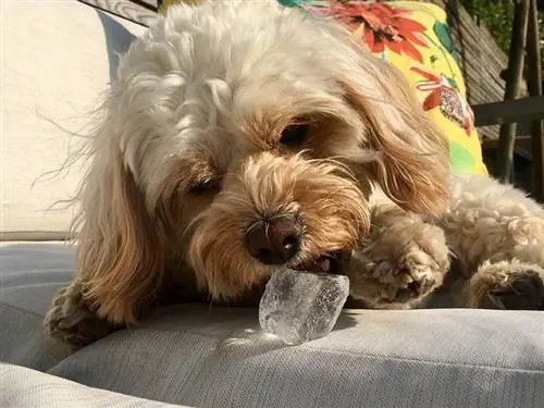 Cavapoo lamiendo hielo