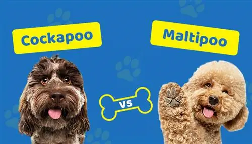 Cockapoo vs M altipoo: Miben különböznek egymástól?