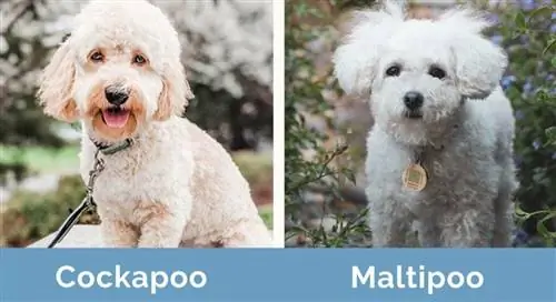 Cockapoo-vs-M altipoo_-ጎን-በጎን