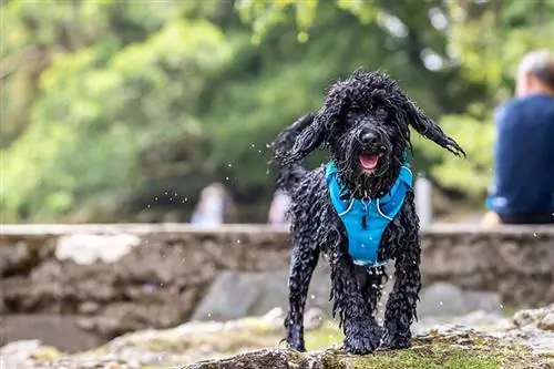 cockapoo negro mojado