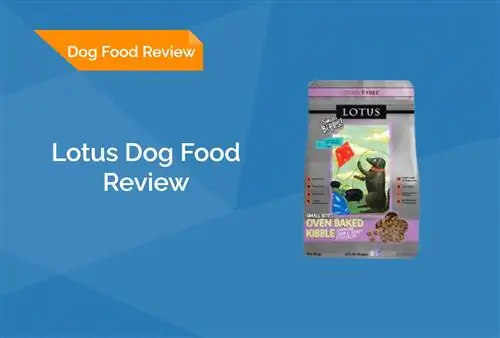 Lotus Dog Food Review 2023: Rechemari, avantaje & Contra