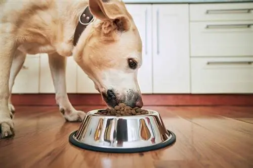 Labrador retriever menjant menjar per a gossos d'un bol