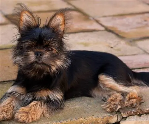 Yorkinese (Yorkie & Pekinezer Mix): informacije, slike, osobine, činjenice