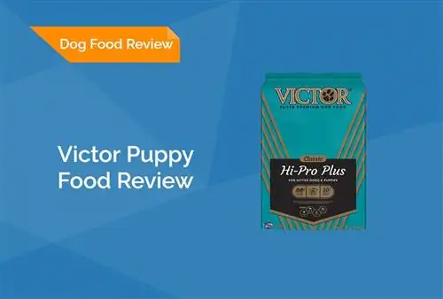 Victor Puppy Food Review 2023: opoziva, prednosti & Protiv