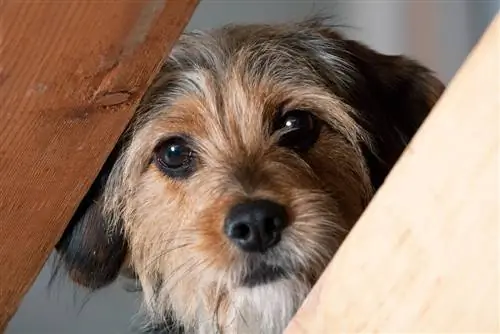 Borkie yorkie beagle mix