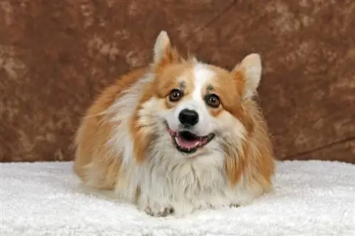 Mchanganyiko wa Corkie Yorkie Corgi