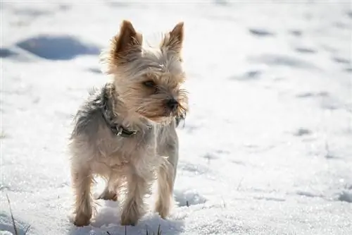 Teriyer Bichon (Bichon Frise & Yorkshire Teriyer Karışımı): Bilgi, Resimler, Gerçekler