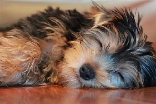 Yorkie Bichon Đang Ngủ