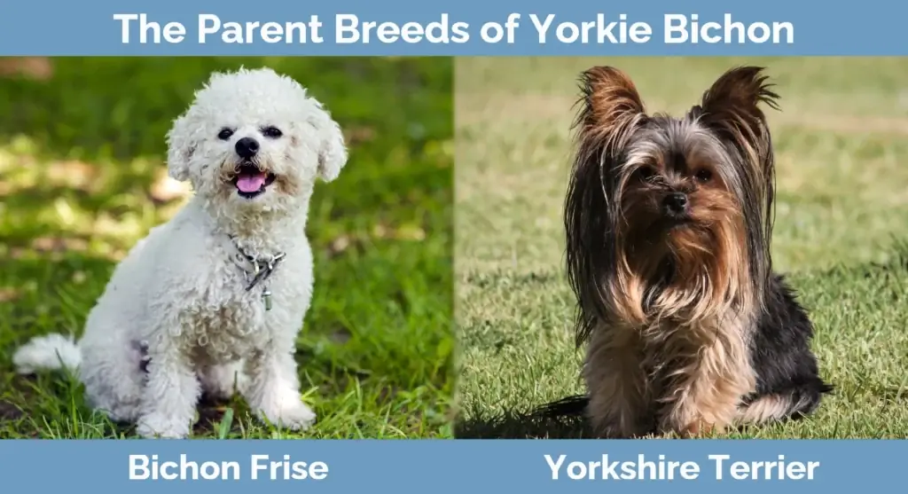 Die Elternrassen des Yorkie Bichon