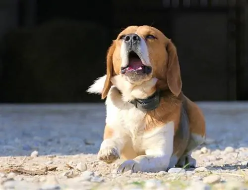 Barreja de Beagle i Cavalier King Charles Spaniel