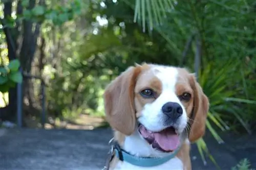 Beaglier puppy