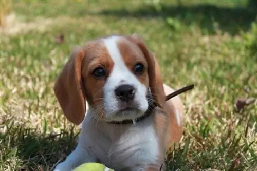 Beaglier Puppy