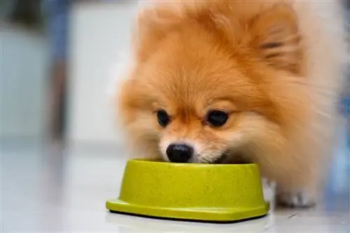 cucciolo di pomerania che mangia