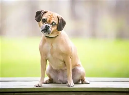 puggle