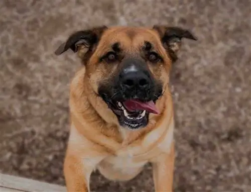 pug pastor alemão feliz