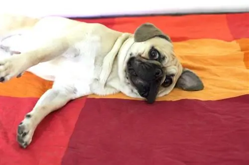 francesinha pug