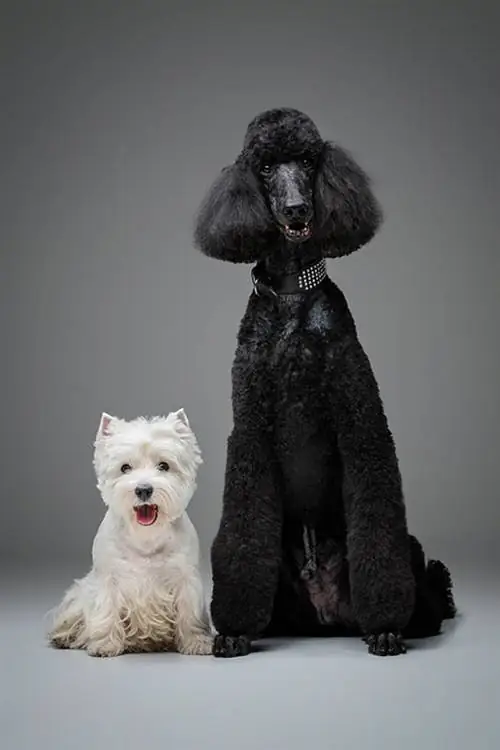 westie dan poodle hitam