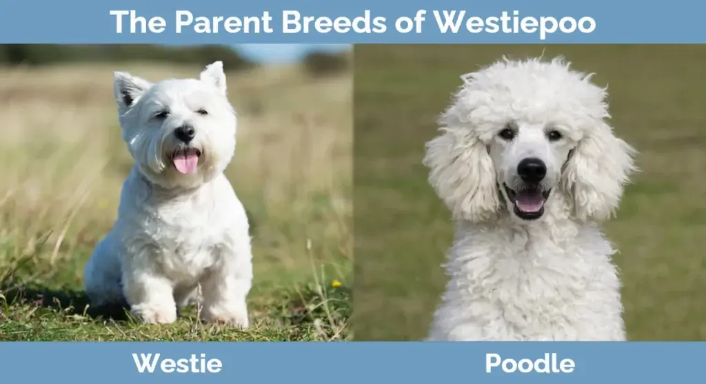 የ Westiepoo ወላጅ ዝርያዎች