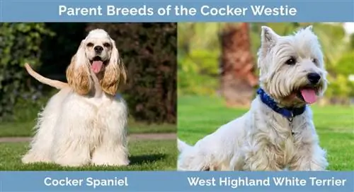 Races parentales du Cocker Westie