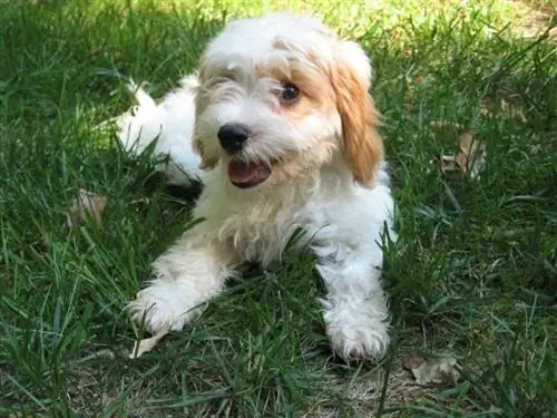 Cocker Westie (Cocker Spaniel & Westie Mix) اطلاعات، عکس ها، ویژگی ها، حقایق