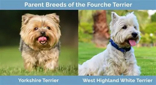 พ่อแม่พันธุ์ Fourche Terrier