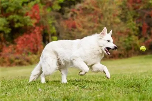 Witte Duitse herder achter een tennisbal aan