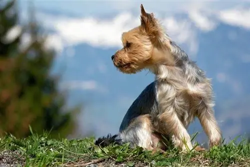 West Highland Terrier ve Yorkshire Terrier Karışımı