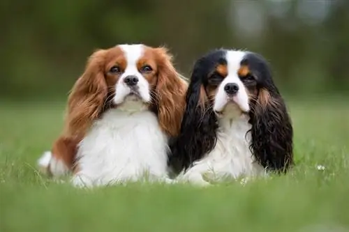 twee king charles spaniels