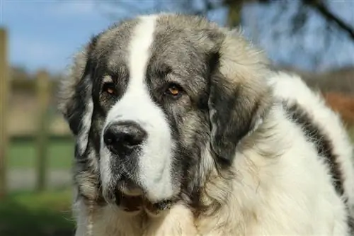 dekatkan Pyrenean Mastiff