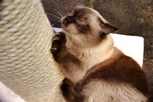 pisica british shorthair zgâriind stâlpul